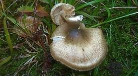 Grüngebuckelter Risspilz, Foto 13