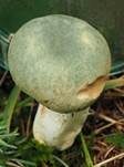 Grüngefelderter Täubling, Foto 20