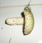 Grüngefelderter Täubling, Foto 23