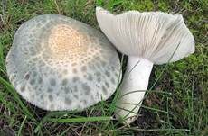 Grüngefelderter Täubling, Foto 6