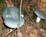 Grüngefelderter Täubling, Foto 10