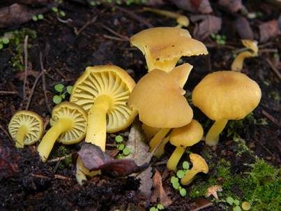 Grüngelber Nabeling, Foto 2
