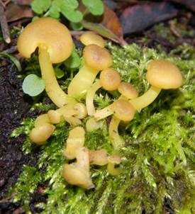 Grüngelber Nabeling, Foto 3