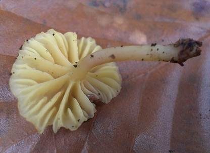 Grüngelber Nabeling, Foto 4