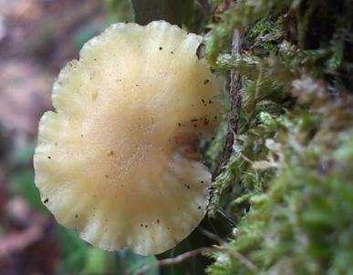 Grüngelber Nabeling, Foto 5