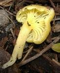 Grüngelber Nabeling, Foto 7