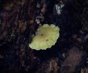 Grüngelber Nabeling, Foto 8