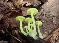 Grüngelber Nabeling, Foto 10
