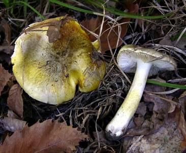 Grüngelber Ritterling, Foto 2