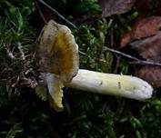 Grüngelber Ritterling, Foto 8