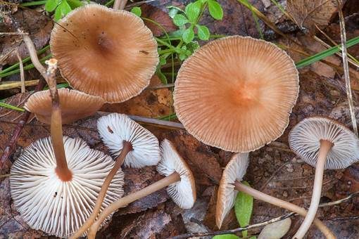 Grünhyphen-Blasssporrübling, Foto 4