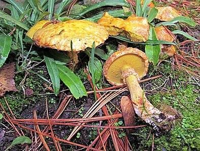 Beringter Zirbenröhrling, Foto 2