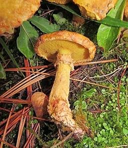Beringter Zirbenröhrling, Foto 3