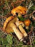 Beringter Zirbenröhrling, Foto 6