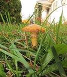 Beringter Zirbenröhrling, Foto 8