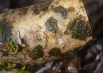 Grünkrustenflechte, Foto 6