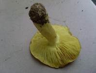 Grünling, Foto 25