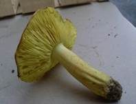 Grünling, Foto 30