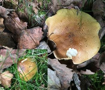 Grünling, Foto 5