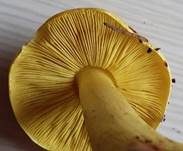 Grünling, Foto 7