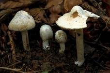 Grünroter Risspilz, Foto 13