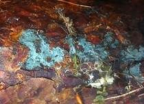 Grünschwarzer Filzrindenpilz, Foto 13