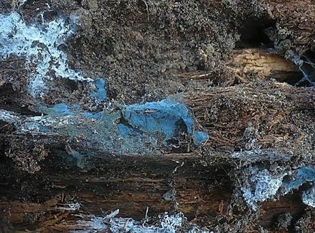 Grünschwarzer Filzrindenpilz, Foto 4