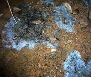Grünschwarzer Filzrindenpilz, Foto 6