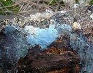 Grünschwarzer Filzrindenpilz, Foto 8