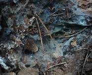 Grünschwarzer Filzrindenpilz, Foto 9