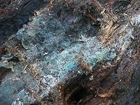 Grünschwarzer Filzrindenpilz, Foto 10