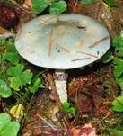 Grünspanträuschling, Foto 33