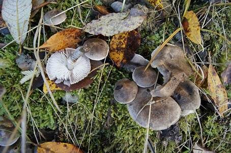 Beringter Erdritterling, Foto 2