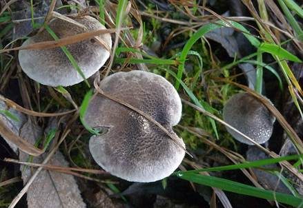Beringter Erdritterling, Foto 3