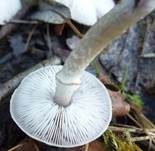 Beringter Erdritterling, Foto 16