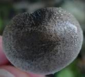 Beringter Erdritterling, Foto 18