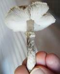 Beringter Erdritterling, Foto 9