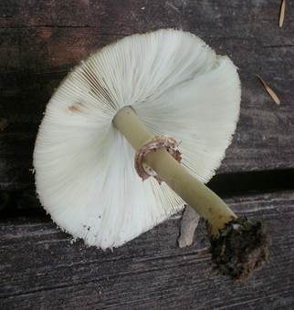 Grünsporschirmling, Foto 4