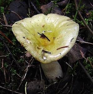 Grünverfärbender Täubling, Foto 3