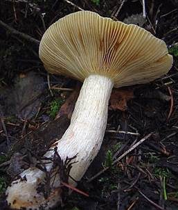 Grünverfärbender Täubling, Foto 4