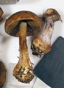 Grünvioletter Klumpfuß, Foto 3