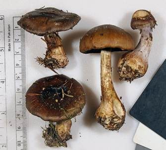 Grünvioletter Klumpfuß, Foto 4