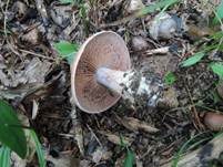 Grünvioletter Klumpfuß, Foto 8