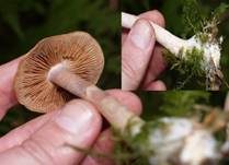 Grünvioletter Klumpfuß, Foto 11