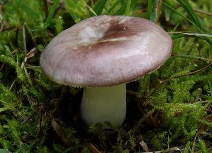 Grünvioletter Täubling, Foto 2