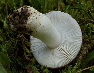 Grünvioletter Täubling, Foto 3