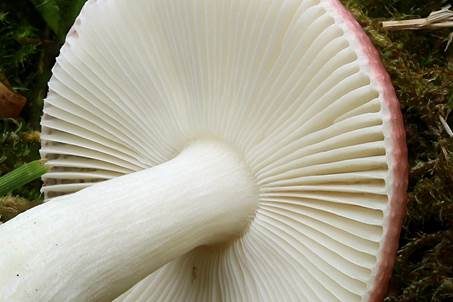 Grünvioletter Täubling, Foto 5