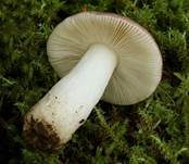 Grünvioletter Täubling, Foto 6