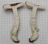 Grünvioletter Täubling, Foto 8