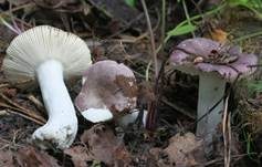 Grünvioletter Täubling, Foto 10